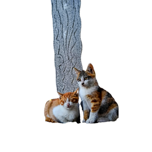 Two Cute Street Kittens Resting On A Stone In Front Of Ornate Historic Architecture. 15977 - Cat PNG image with transparent background